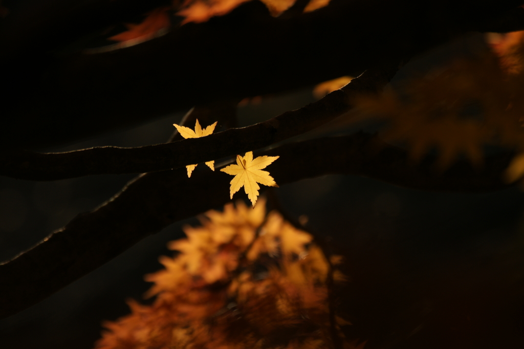 ２０１２　京都　龍安寺４