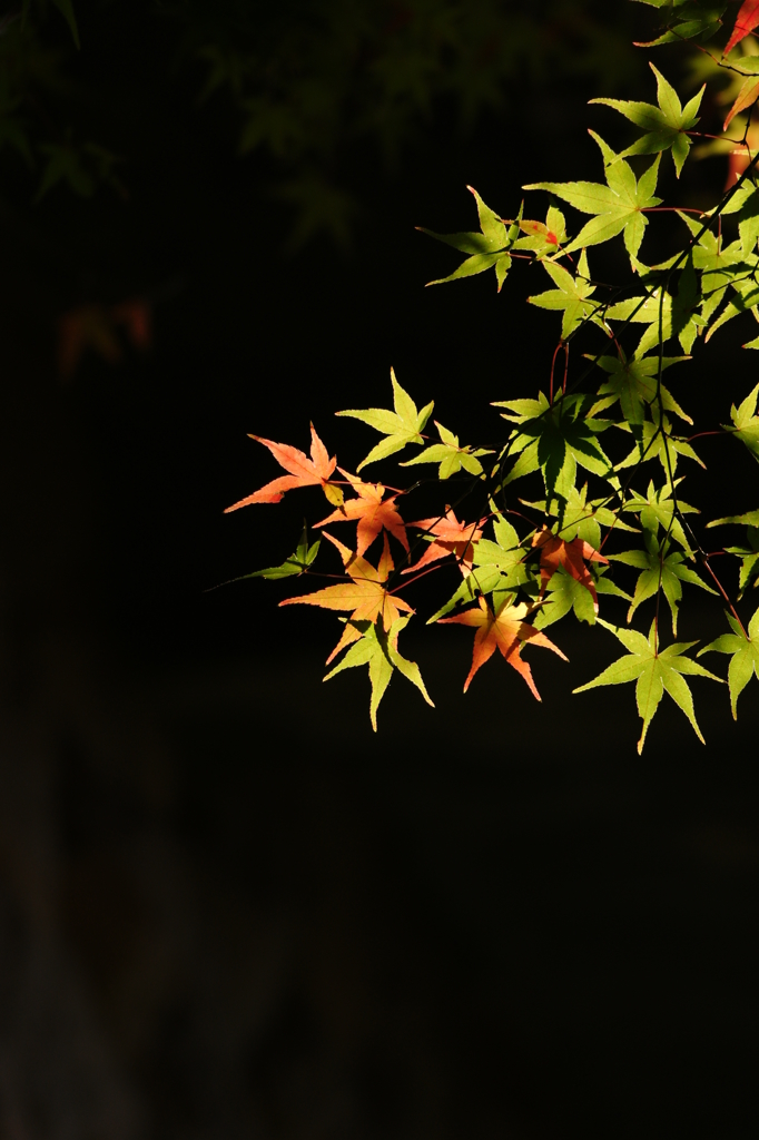 ２０１３　紅葉７