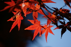 ２０１３　紅葉１９