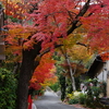 紅葉　DSC01514