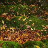 落葉　DSC00907