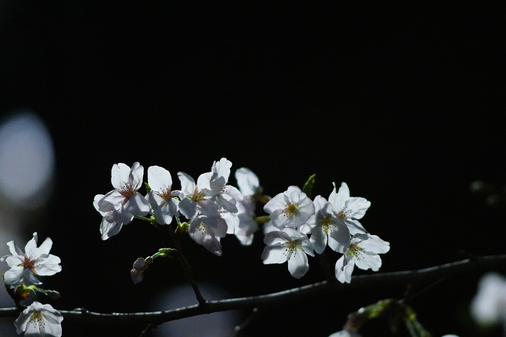 桜　DSC01383