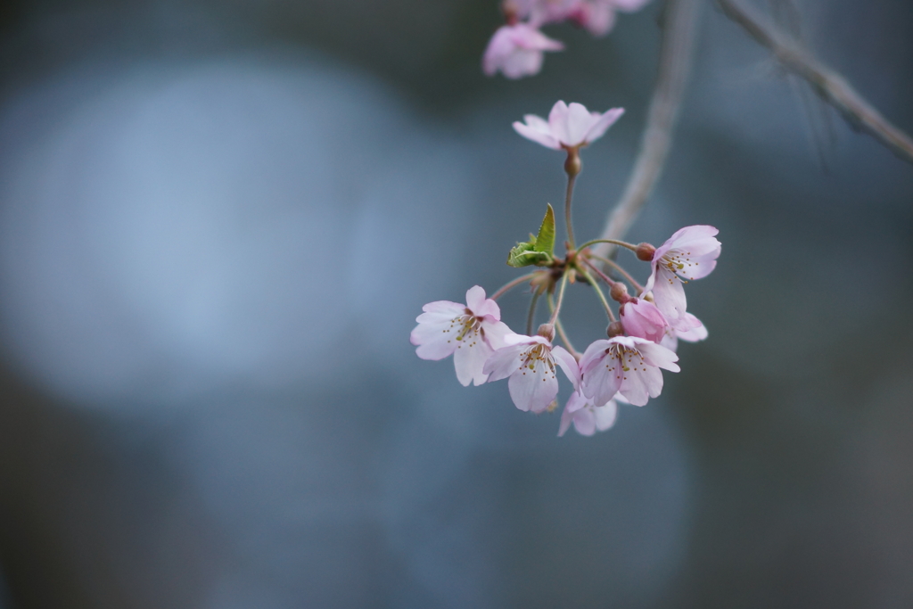 桜　DSC00027