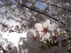 桜5