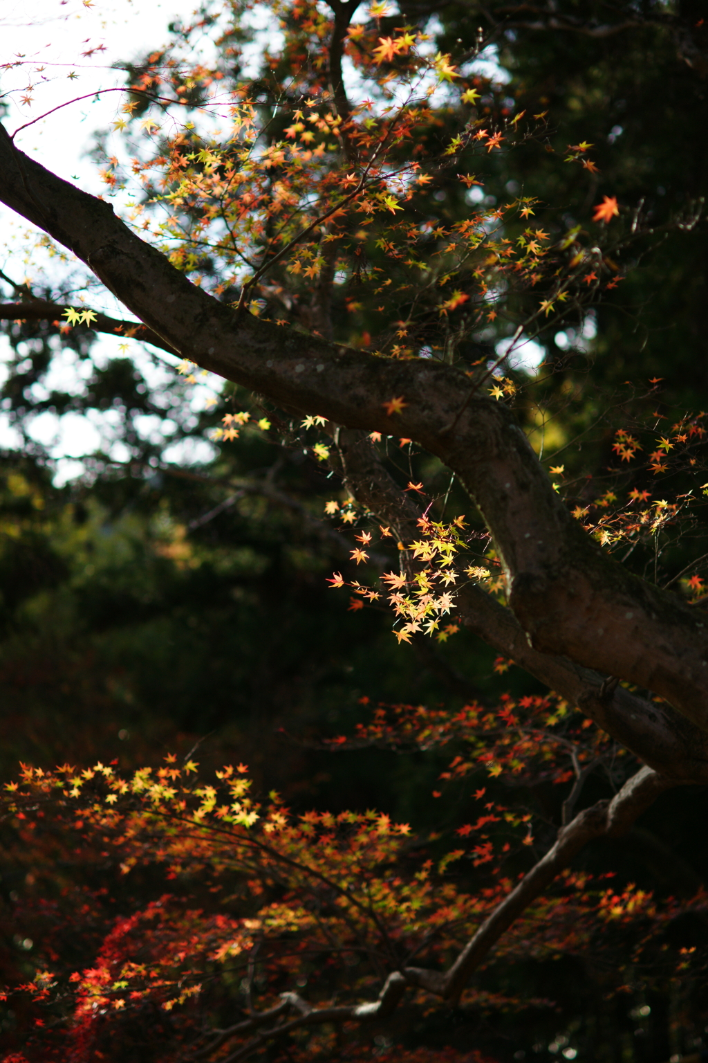 紅葉　DSC05850