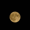 バックムーン　DSC02347