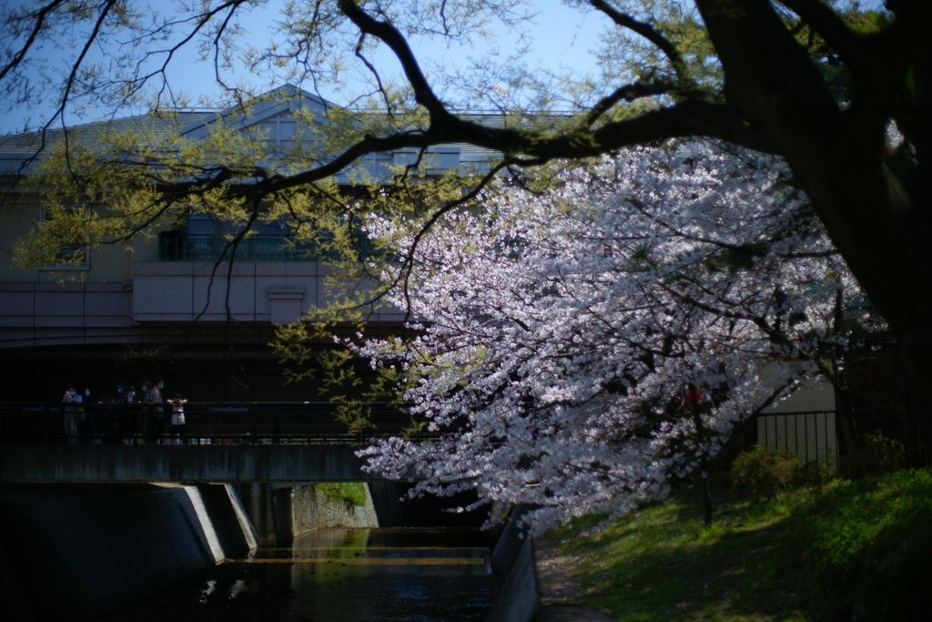 2020　桜　３