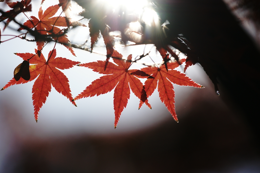 ２０１３　紅葉１８