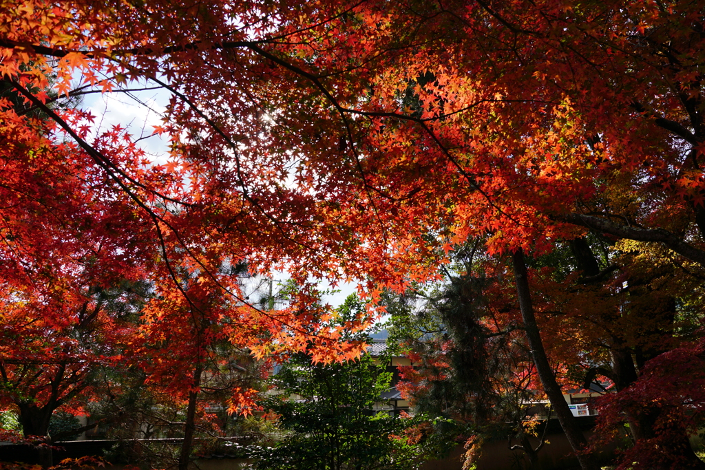 紅葉　DSC01440