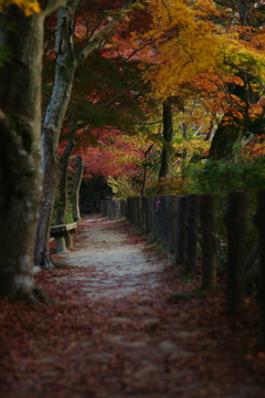 紅葉　DSC05784