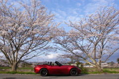 桜　DSC02500