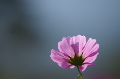 ２０１４　コスモス２