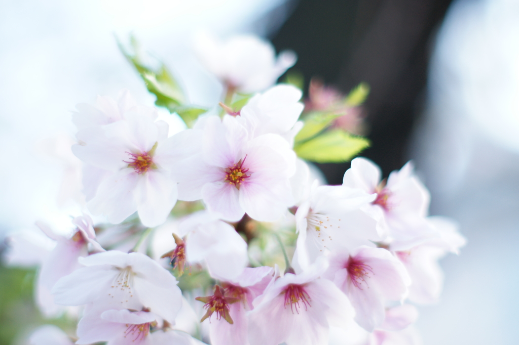 ２０１２　桜　４