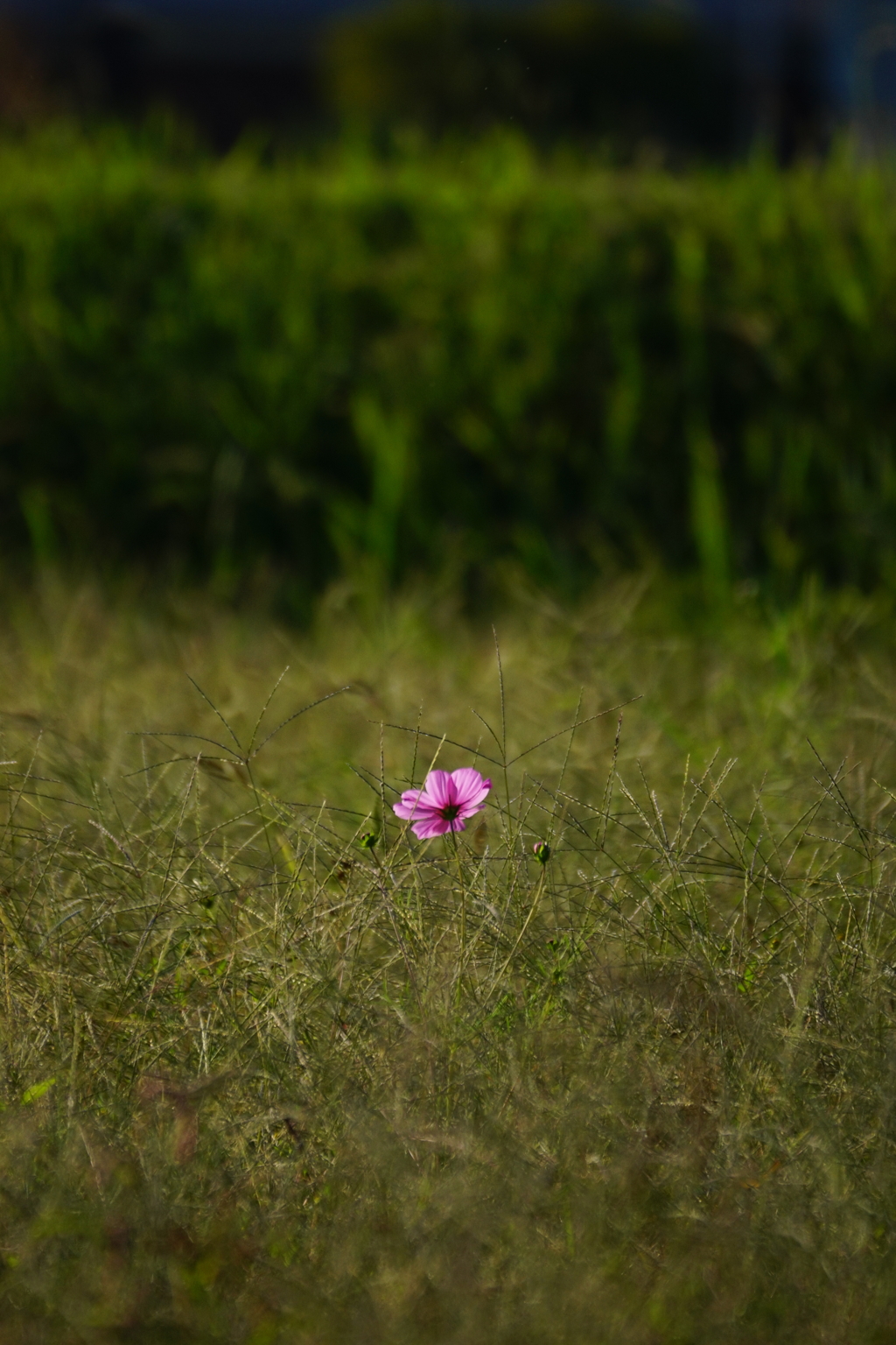 秋桜　DSC09096