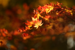 紅葉　DSC01574