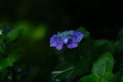 紫陽花　DSC01778