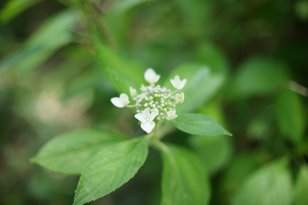 紫陽花DSC00559