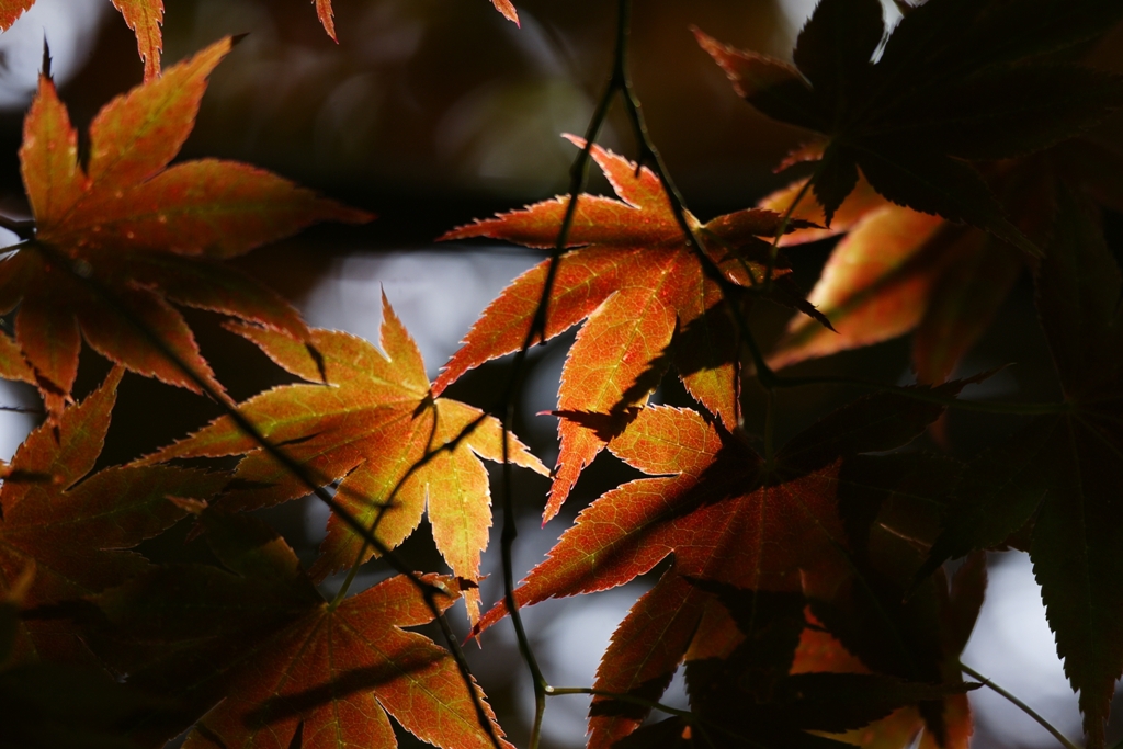 ２０１４　哲学の道　７