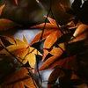 ２０１４　哲学の道　７