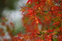 ２０１４　初　紅葉