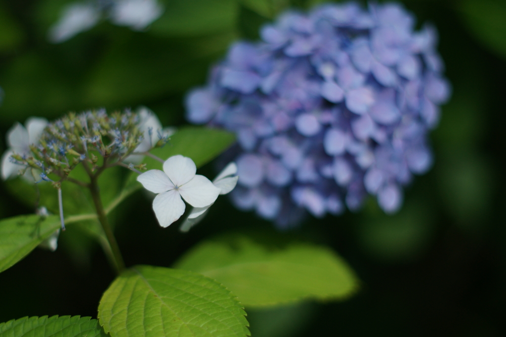 紫陽花DSC00770