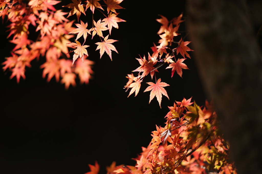 紅葉 DSC03741