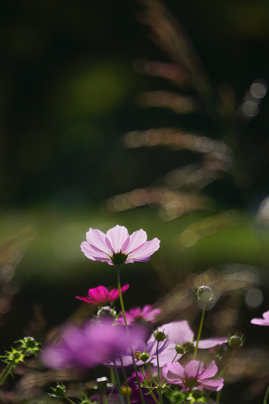 秋桜　DSC09163