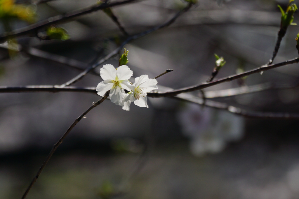 2020　桜　７