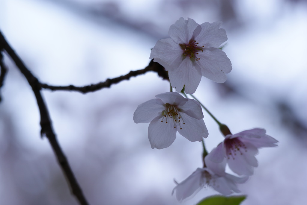 桜３