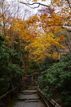 紅葉　DSC01467