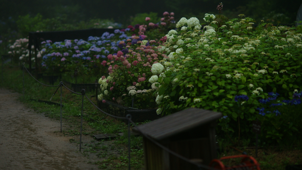 紫陽花　DSC06811