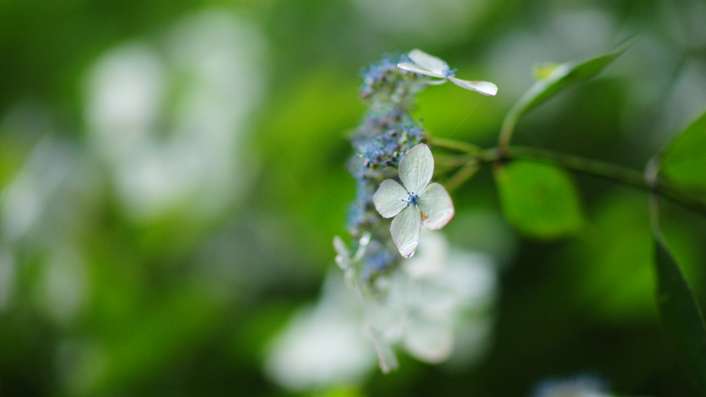 紫陽花　DSC06912