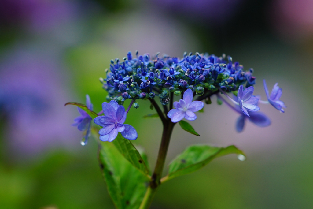 紫陽花　DSC01659