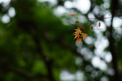 紅葉　DSC00995