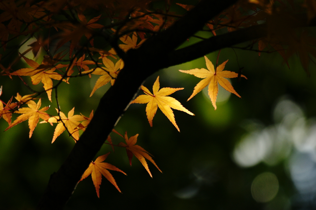 ２０１３　紅葉２３