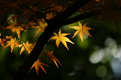 ２０１３　紅葉２３