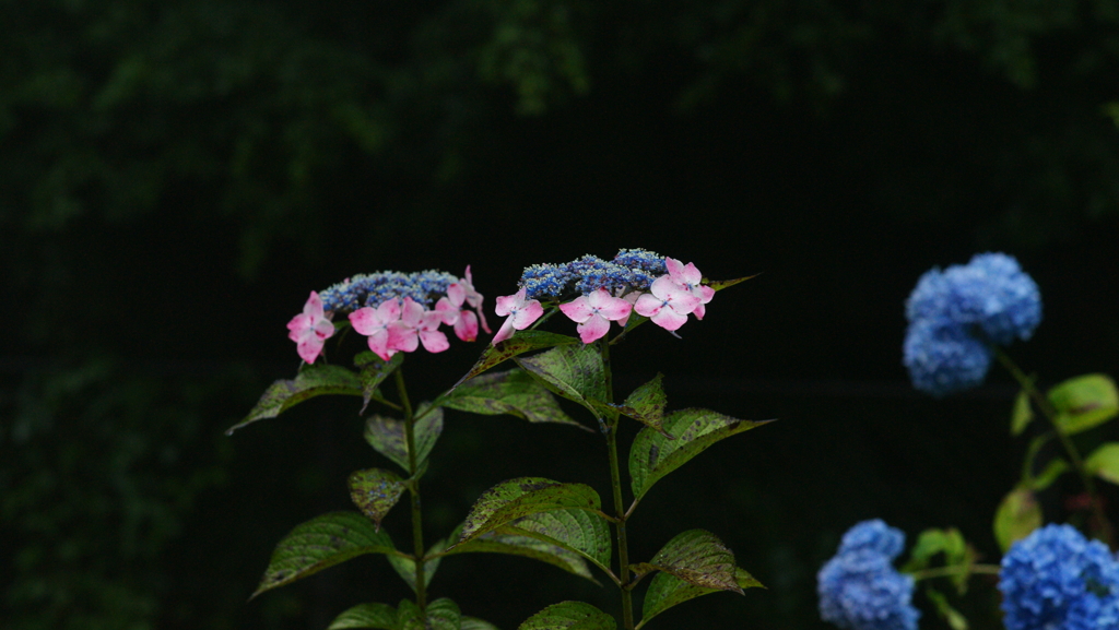 紫陽花　DSC06856