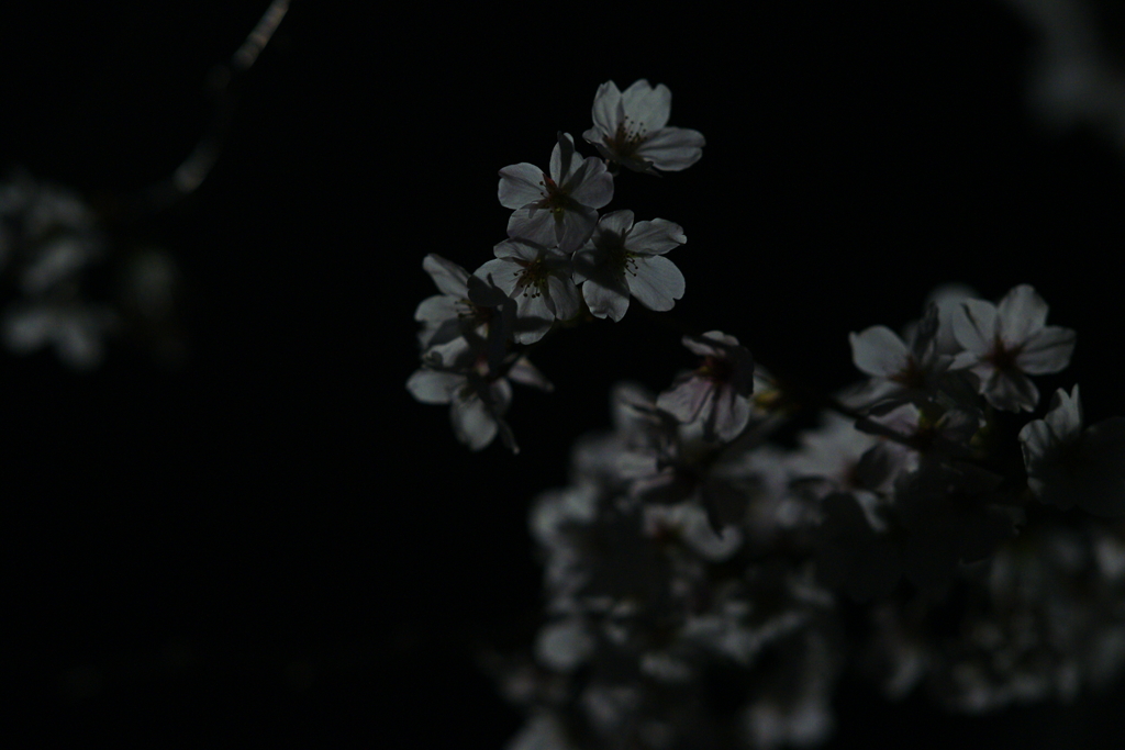 夜桜DSC02282