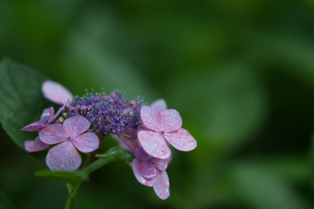 紫陽花　DSC00933