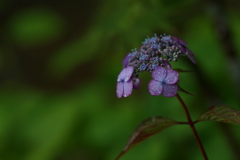 紫陽花DSC00262