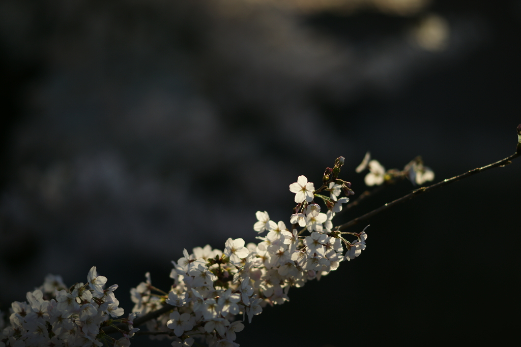 桜  DSC02352