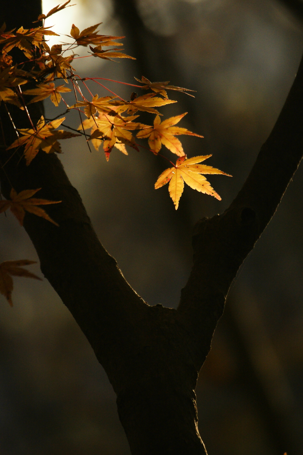 2016　紅葉６