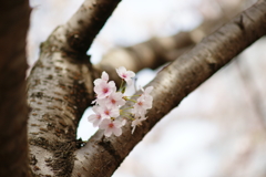 桜　DSC04319