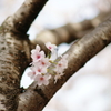 桜　DSC04319