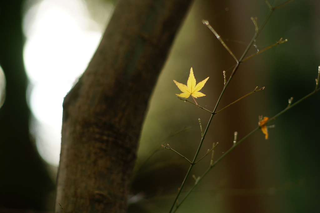 紅葉　DSC01076