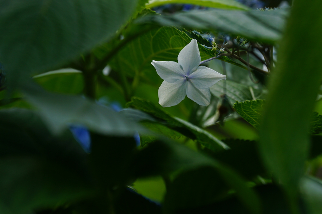 紫陽花DSC02274