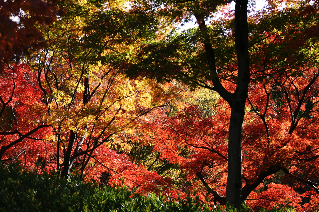 ２０１３　紅葉１２