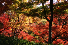 ２０１３　紅葉１２