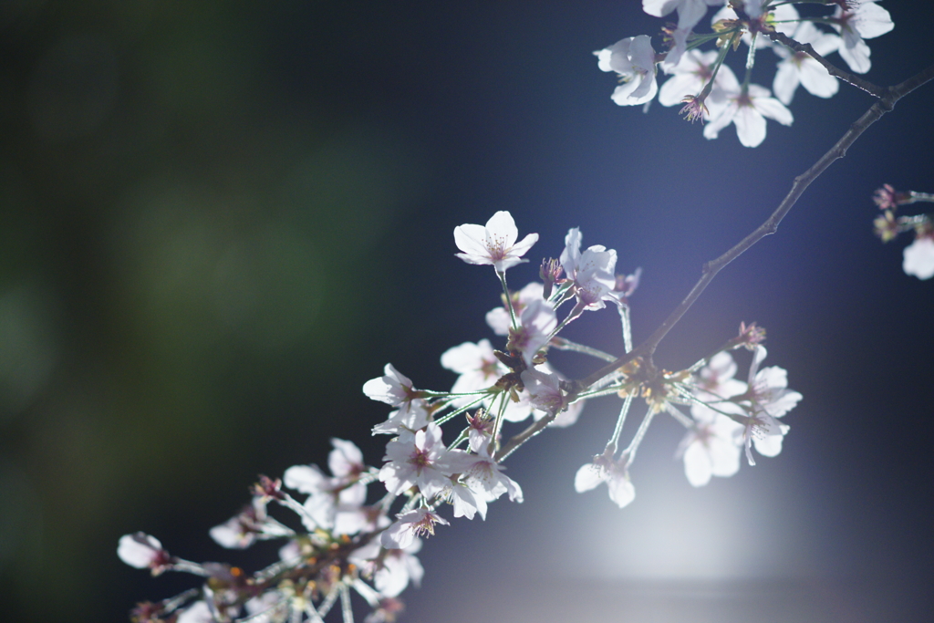 桜　DSC02701