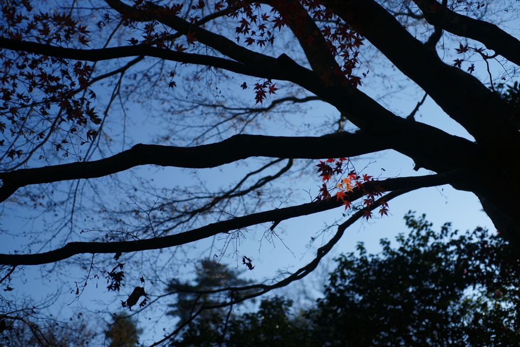 2016　紅葉８